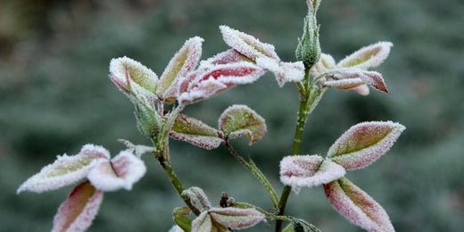 Frost auf einem Rosenbusch.