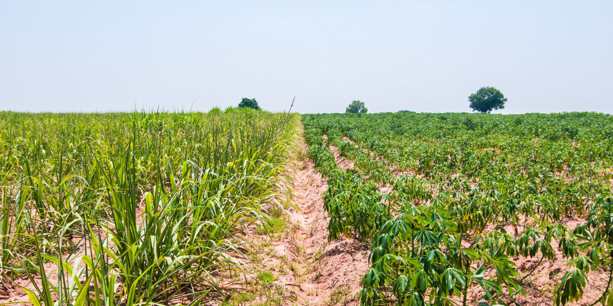 Fruchtfolge in er Landwirtschaft.