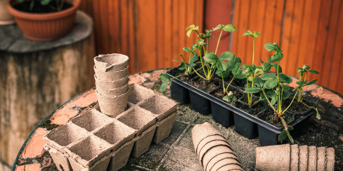 Anzuchttöpfe aus Pappe.