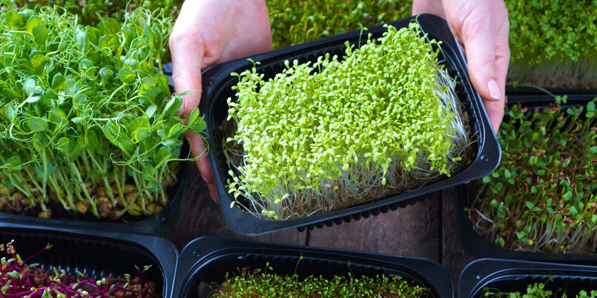 Verschiedene Microgreens.