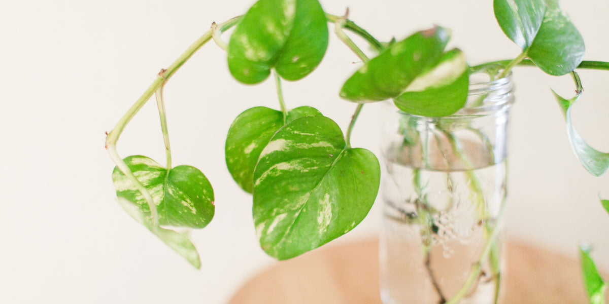 Ableger einer Monstera-Pflanze im Glas.