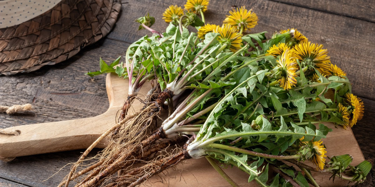 Abgeschnittener Löwenzahn.