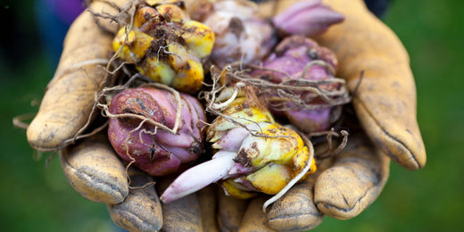 Hände halten Blumenzwiebeln.