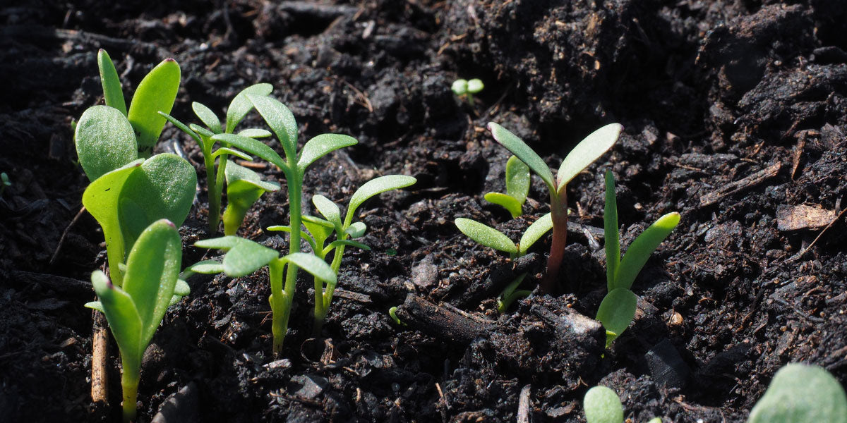 Arbeiten  im Garten – Was kann im März im  Garten erledigt werden?