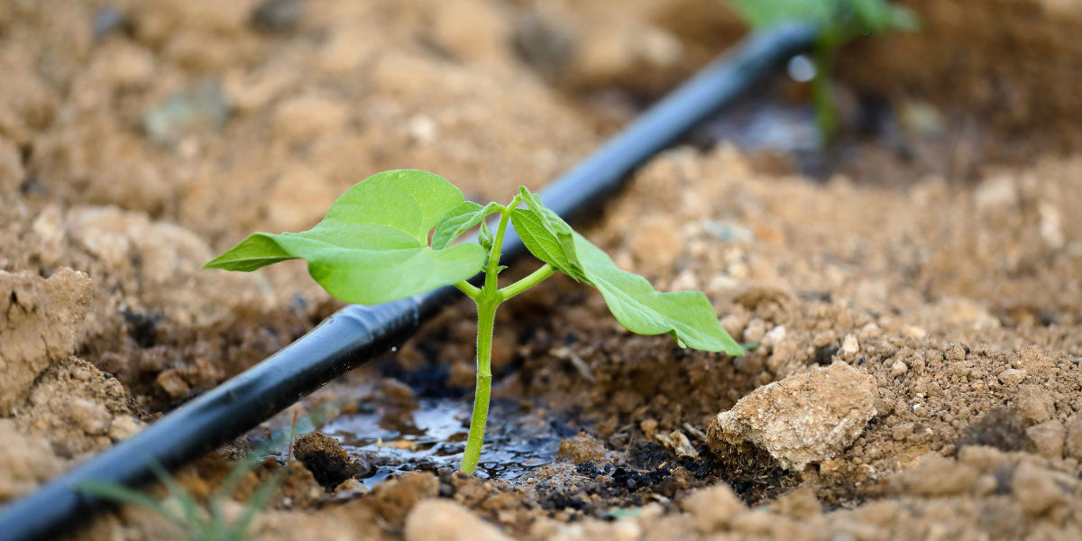 Tipps für eine effiziente und nachhaltige Pflanzenbewässerung