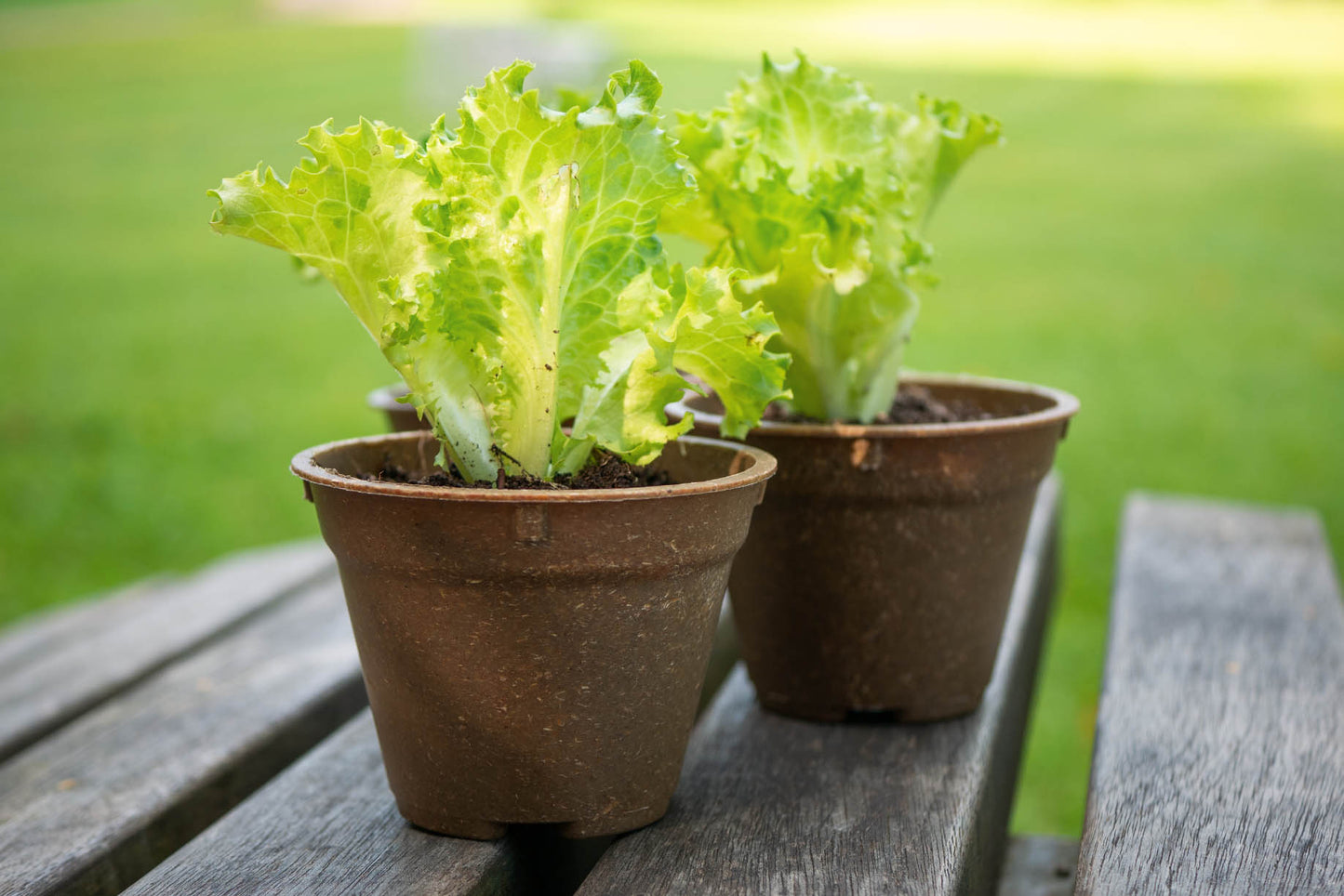 Kompostierbarer Pflanztopf Greta