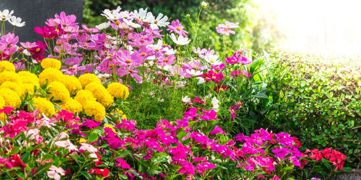 Buntes Blumenbeet.